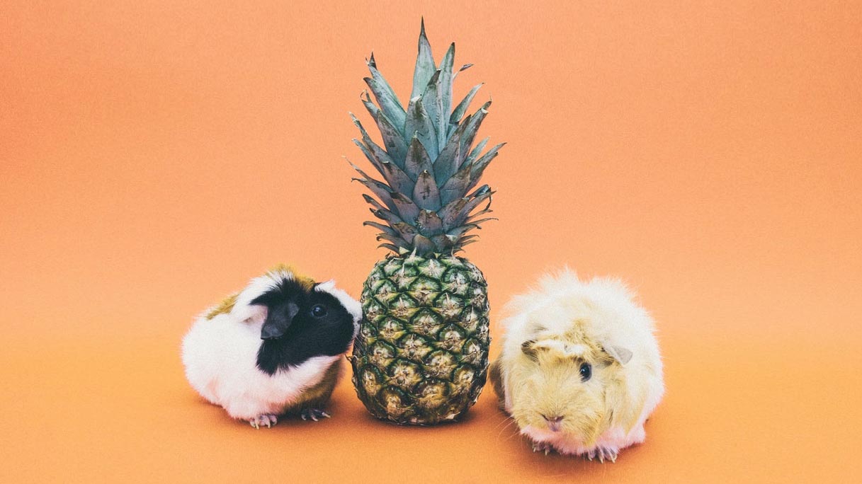 Pineapple Guinea Pig Conspiracy