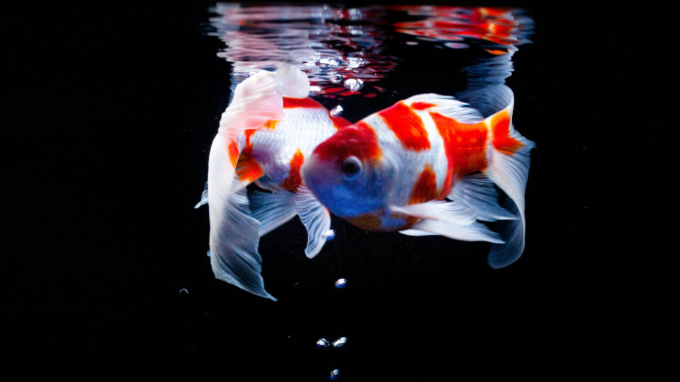 Two orange and white goldfish swimming in circles around one another