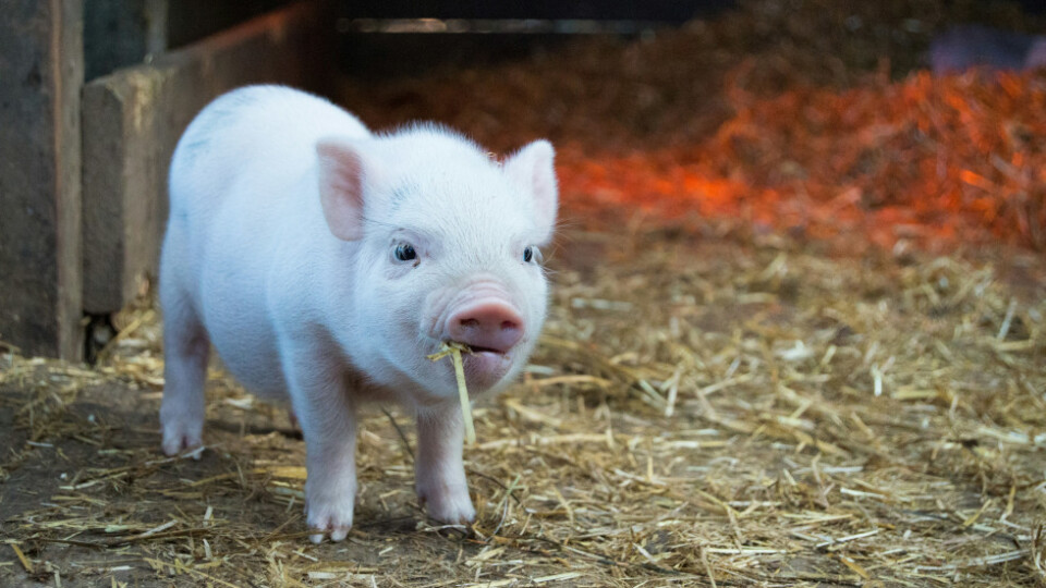 A small pig eating straw