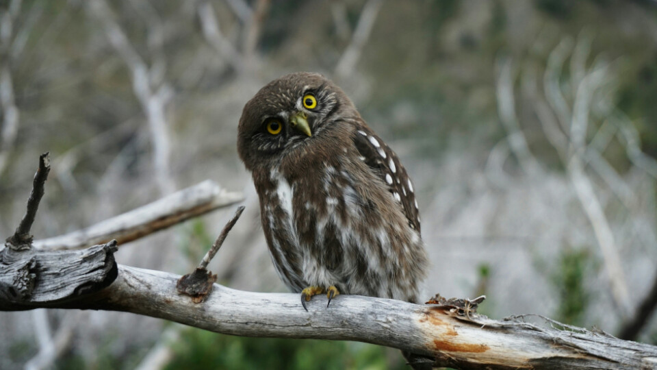 A curious looking owl in the brush.