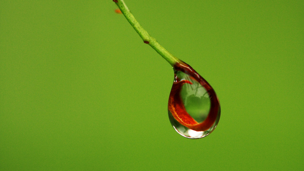 A raindrop at the end of a little branch