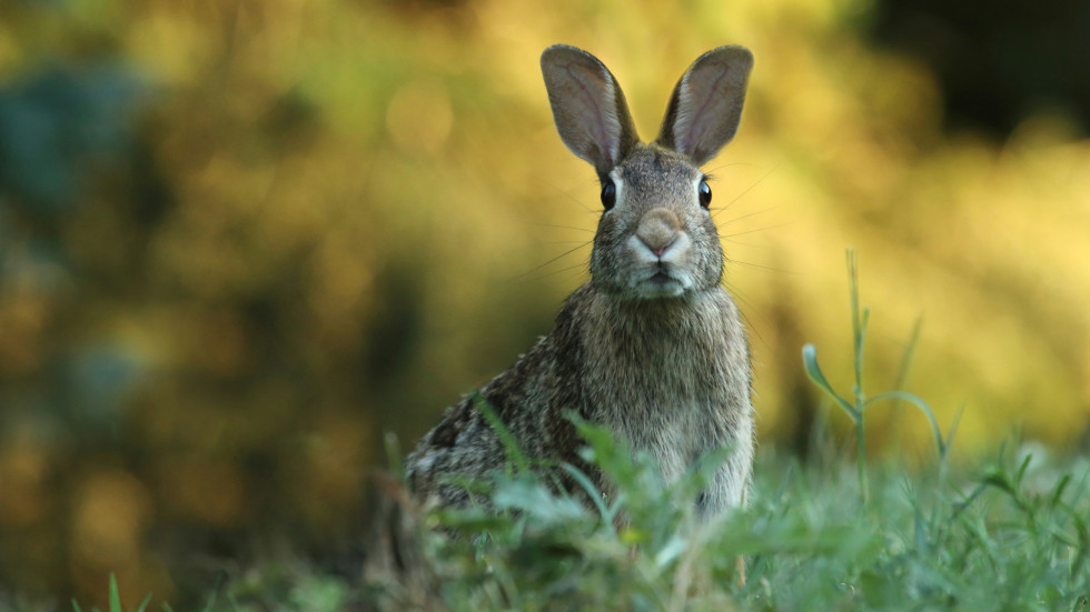 A rabbit in a field looking towards the camera