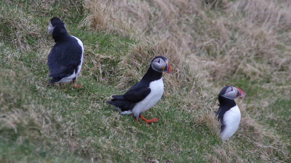 Puffin (birds) sitting on a grassy slope