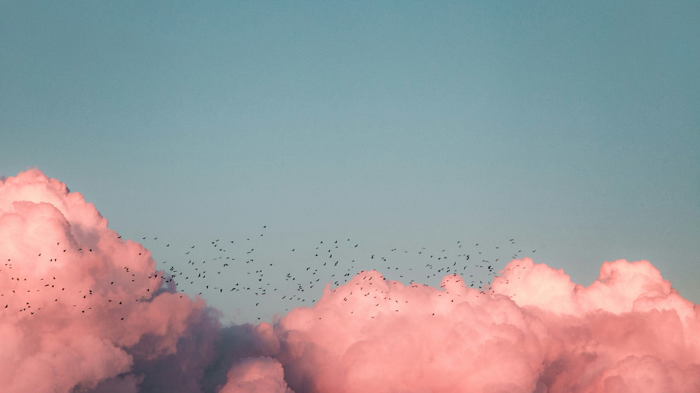 Pink clouds with birds flying by