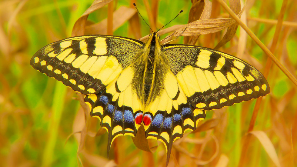 Butterfly that is primarily yellow with some blue and red, sitting on a plat with wings spread. Viewed from above.