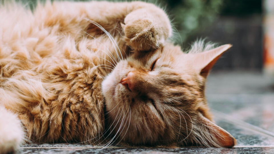 Ginger cat lying on it's side looking cosy