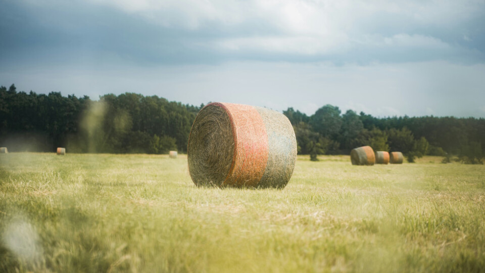 Hay bay in a field